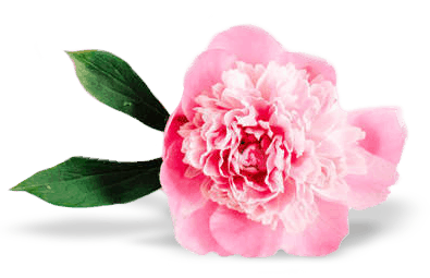 Pink Flower Isolated